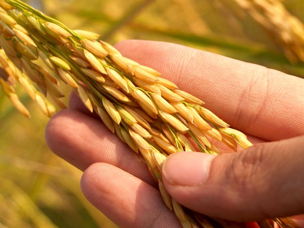 Growing plant symbolizing investment growth